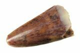 Serrated Triassic Fossil Tooth - Chine Formation, Arizona #277135-1